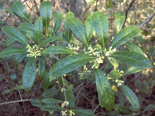 Osmanthus americanus (Osmanthus americanus)