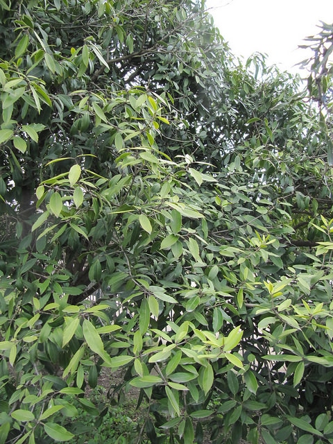 Osmanthus armatus