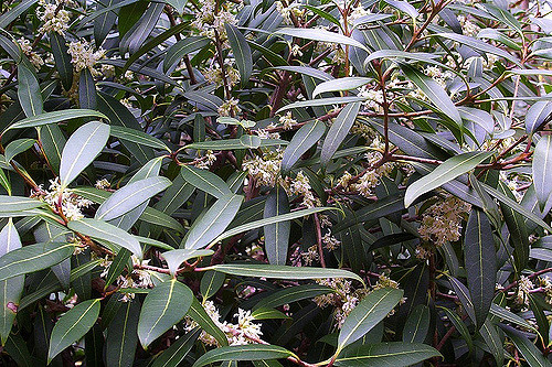 Osmanthe decorative (Osmanthus decorus)
