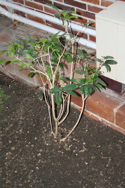Osmanthe de delavay (Osmanthus delavayi)