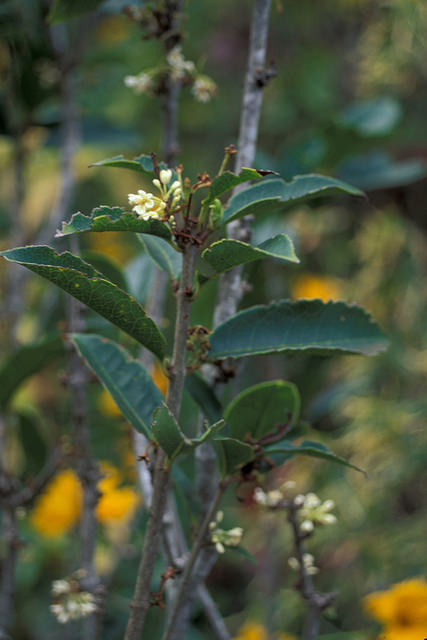 Osmanthus fragrans