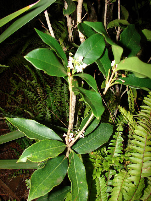 Osmanthus fragrans