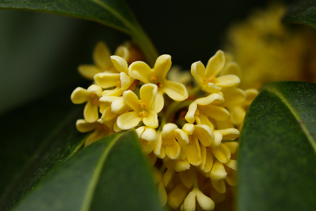 Osmanthus fragrans