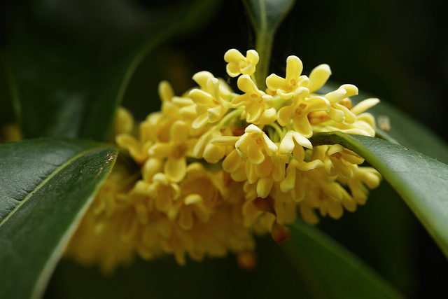 Osmanthus fragrans
