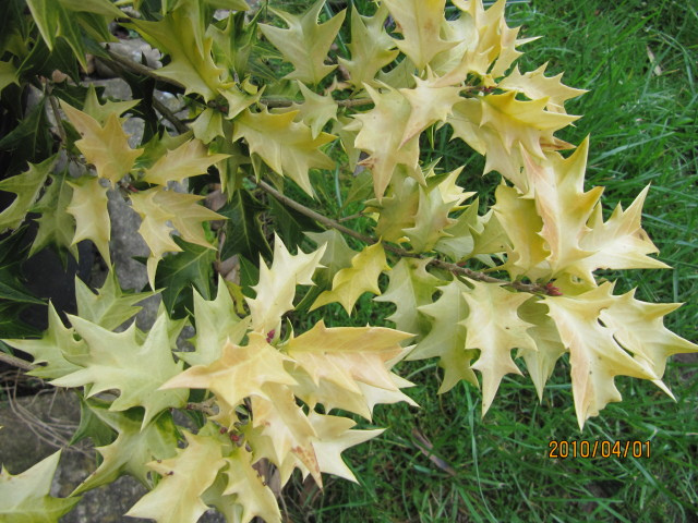 Osmanthe à feuilles variables