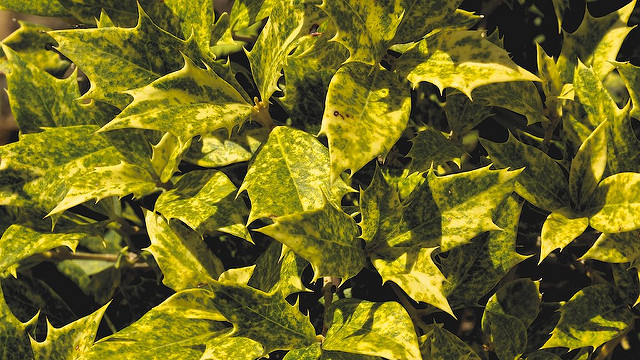 Osmanthe à feuilles variables (Osmanthus heterophyllus)