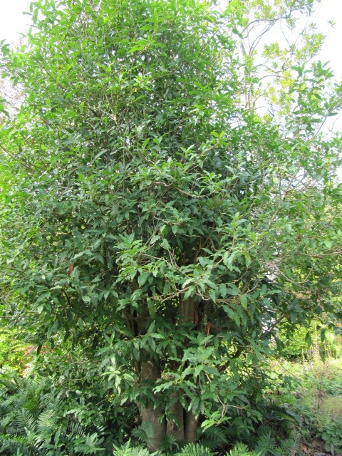 Osmanthus yunnanensis