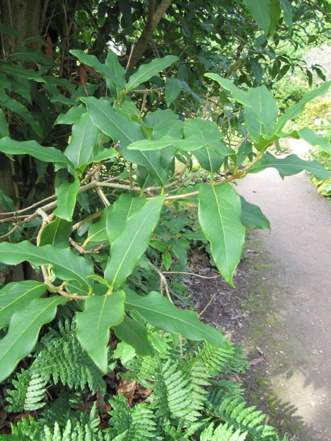 Osmanthus yunnanensis