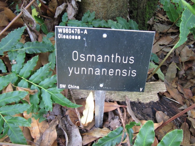 Osmanthus yunnanensis
