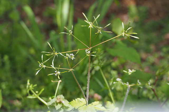 Osmorhiza aristata (Osmorhiza aristata)