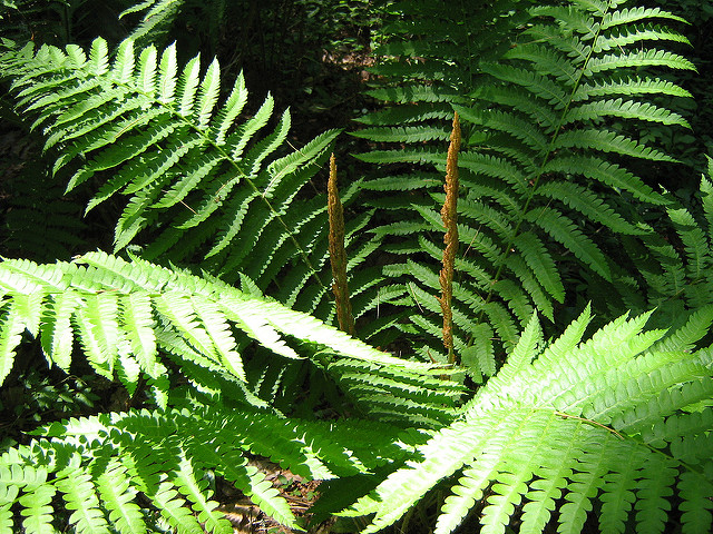 Osmonde cinnamomea