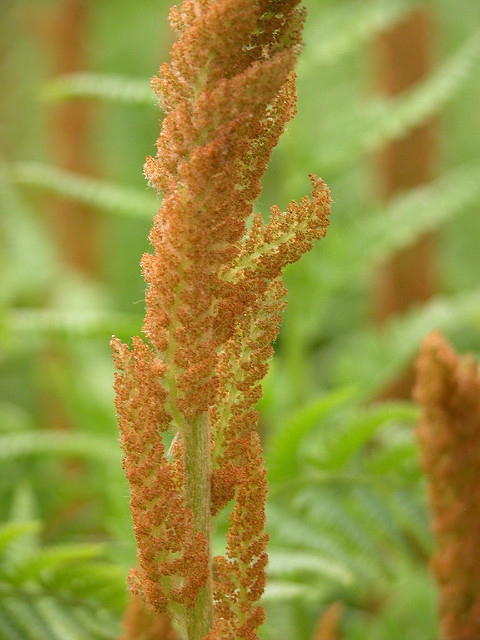 Osmonde cinnamomea