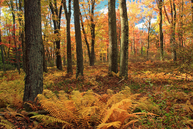Osmonde cinnamomea (Osmunda cinnamomea)