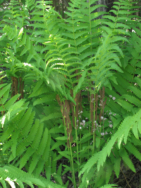Osmonde claytoniana
