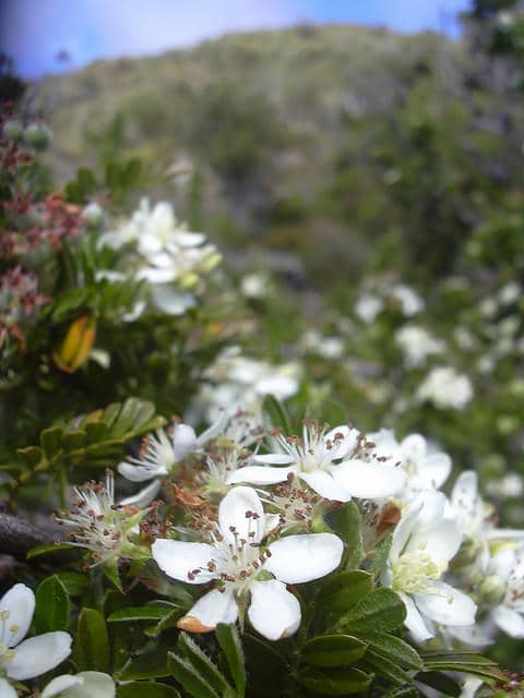 Osteomeles anthyllidifolia
