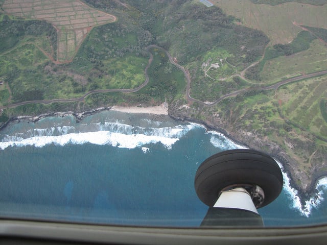Osteomeles anthyllidifolia
