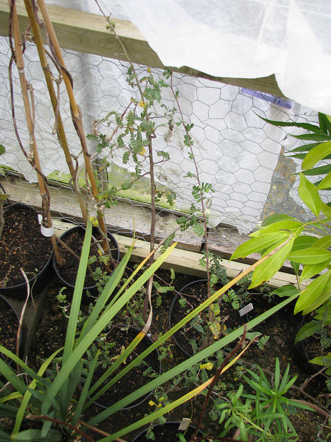 Osteomeles subrotunda