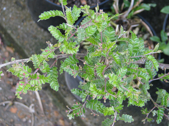 Osteomeles subrotunda