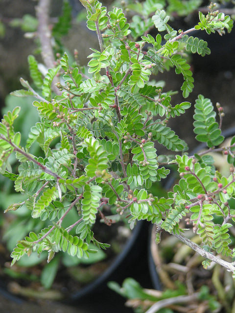 Osteomeles subrotunda
