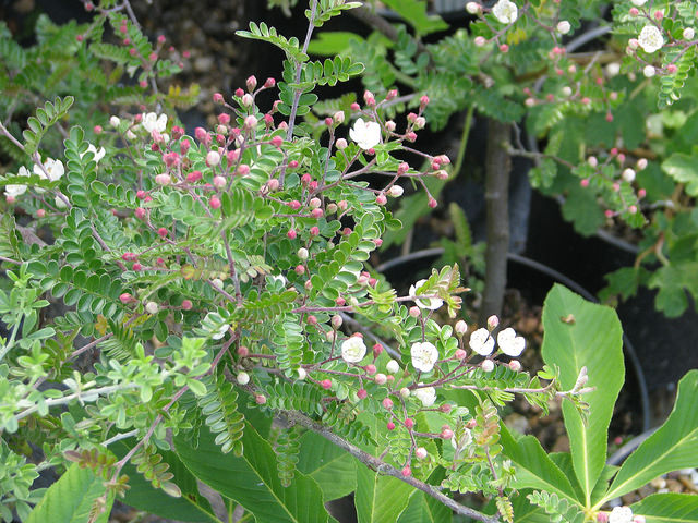 Osteomeles subrotunda