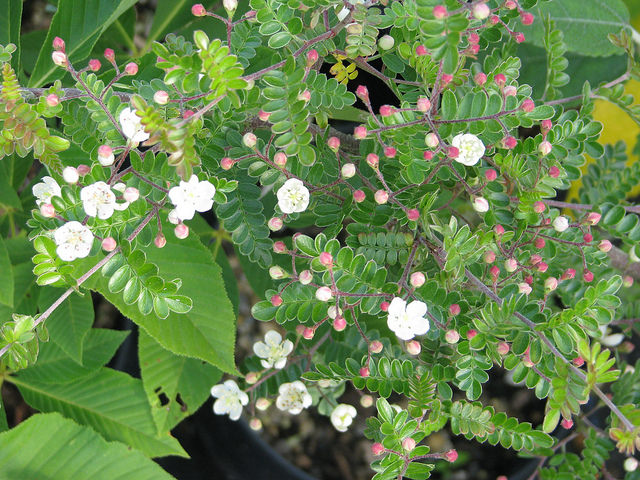 Osteomeles subrotunda