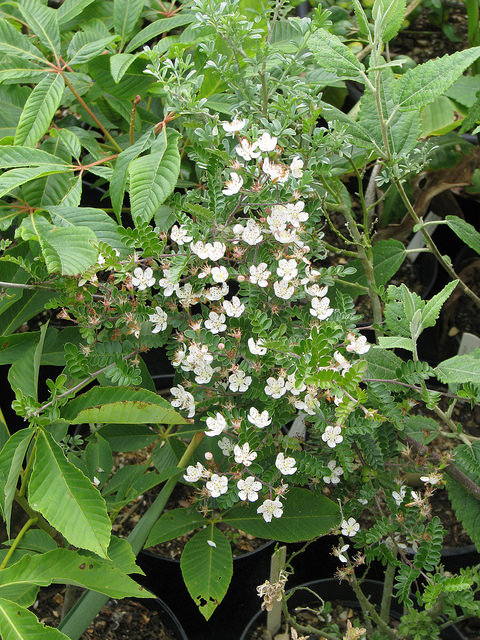 Osteomeles subrotunda