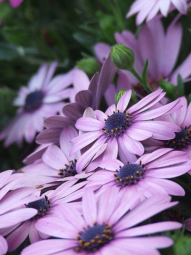 Osteospermum ecklonis
