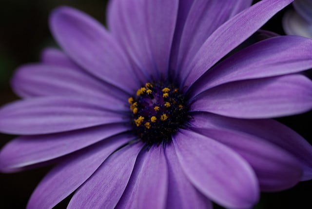 Osteospermum ecklonis