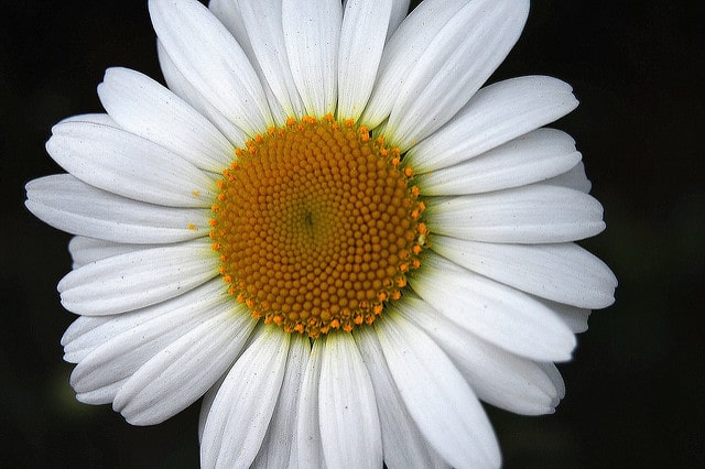 Osteospermum ecklonis