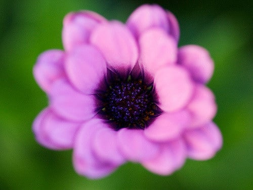 Osteospermum ecklonis