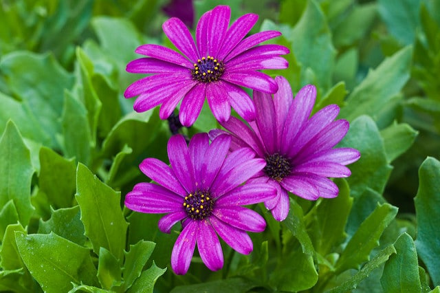 Osteospermum ecklonis