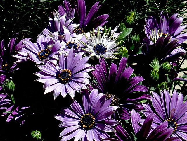 Osteospermum ecklonis