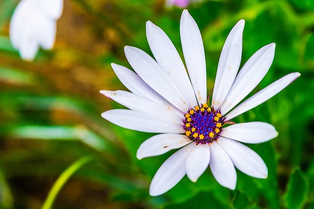 Osteospermum fruticosum