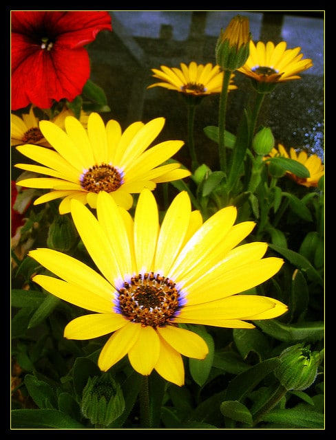 Osteospermum fruticosum