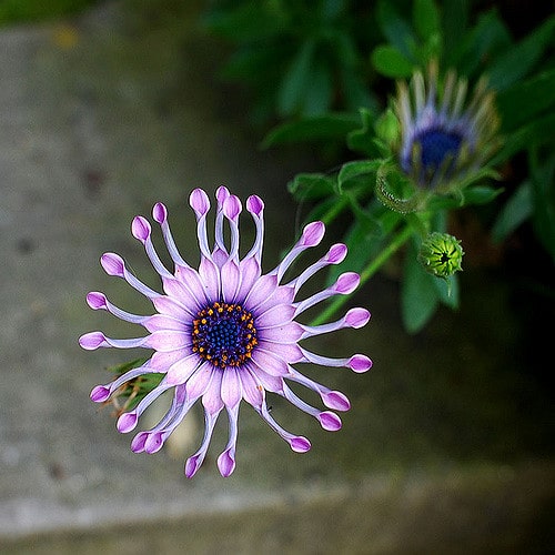 Osteospermum fruticosum