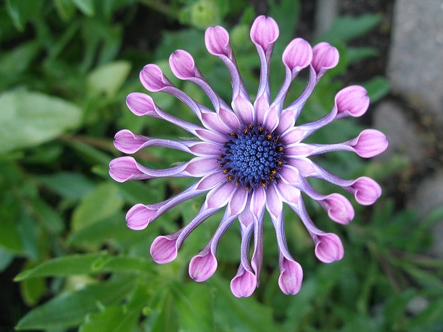 Osteospermum fruticosum