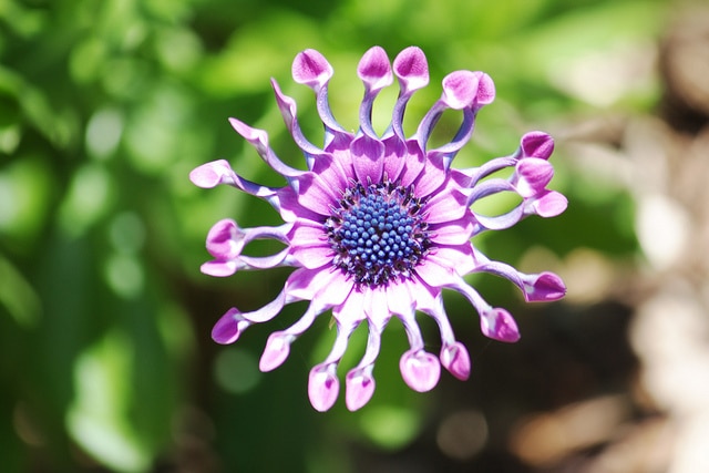 Osteospermum fruticosum