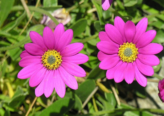 Osteospermum jucundum (Osteospermum jucundum)