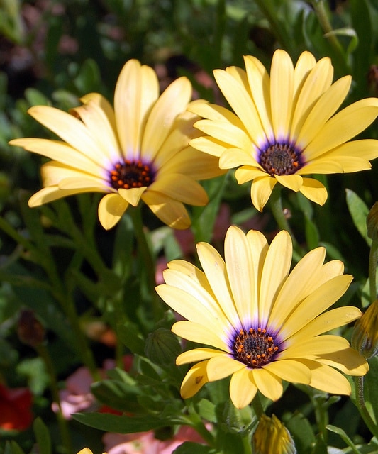 Osteospermum jucundum