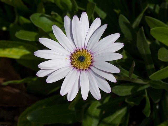 Osteospermum jucundum