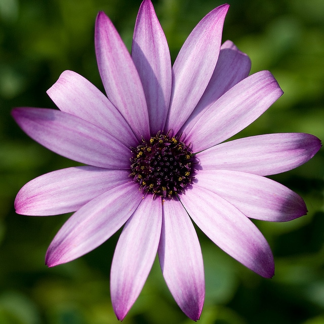 Osteospermum jucundum