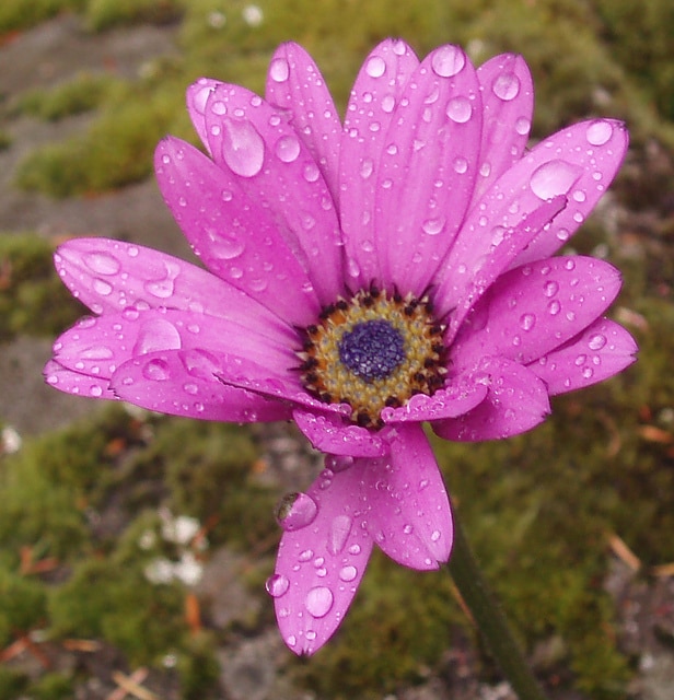 Osteospermum jucundum