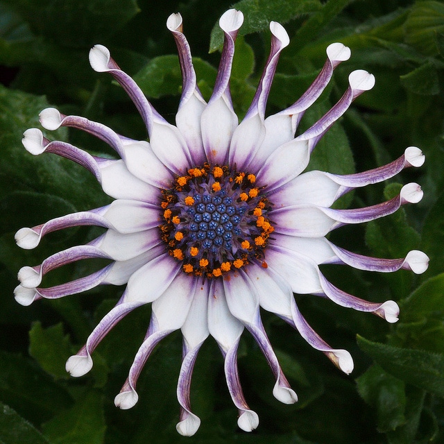 Osteospermum jucundum