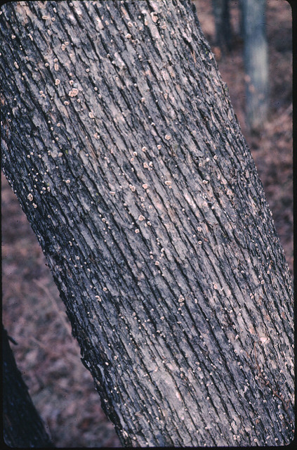 Ostrier de virginie (Ostrya virginiana)