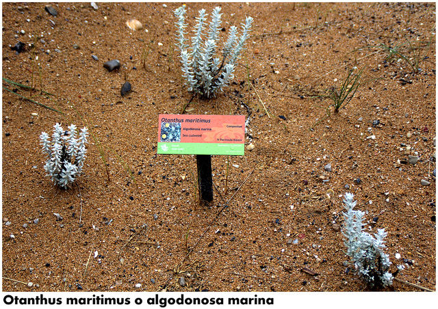 Diotis blanc