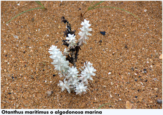 Diotis blanc