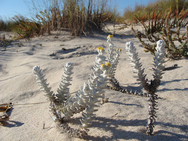 Diotis blanc (Otanthus maritimus)