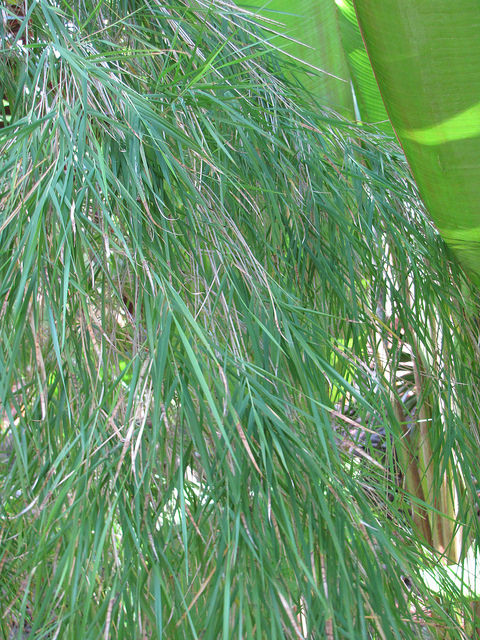 Bambou du mexique