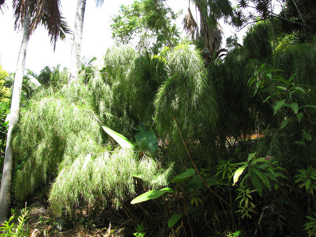 Bambou du mexique