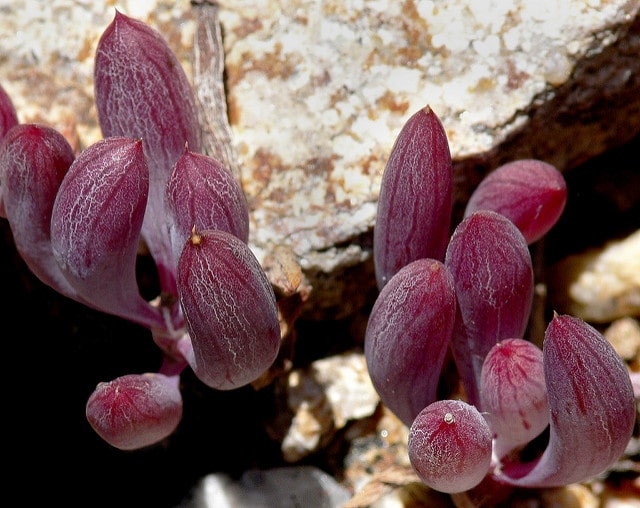 Othonna capensis